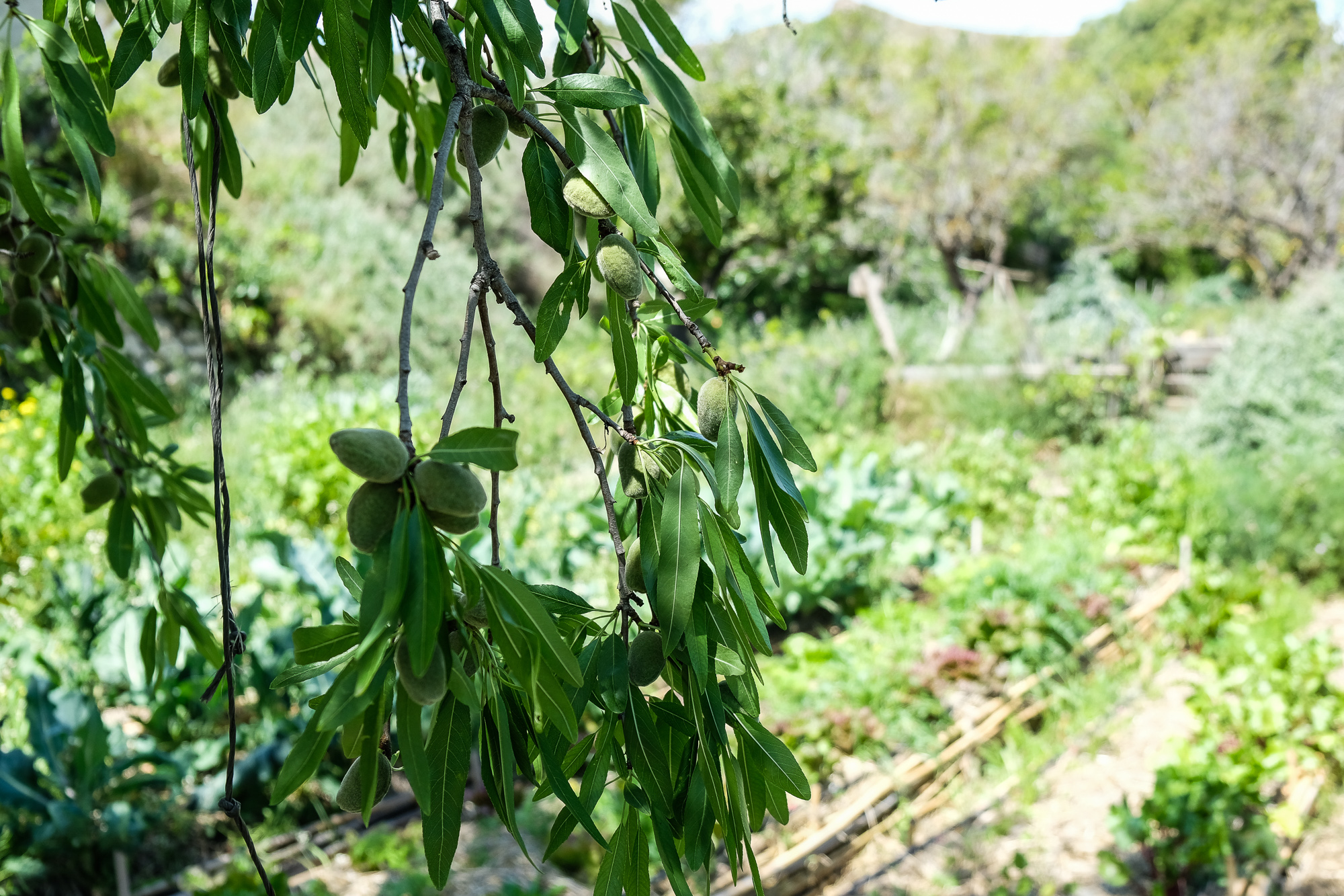 Organic gardens Sunseed