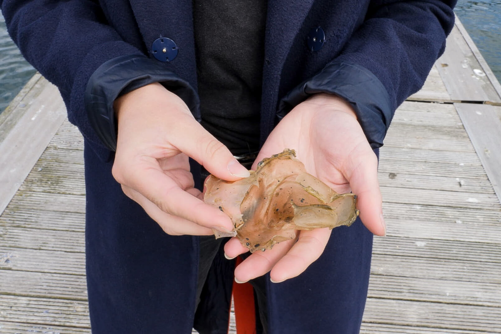 Bioplastic made from seaweed