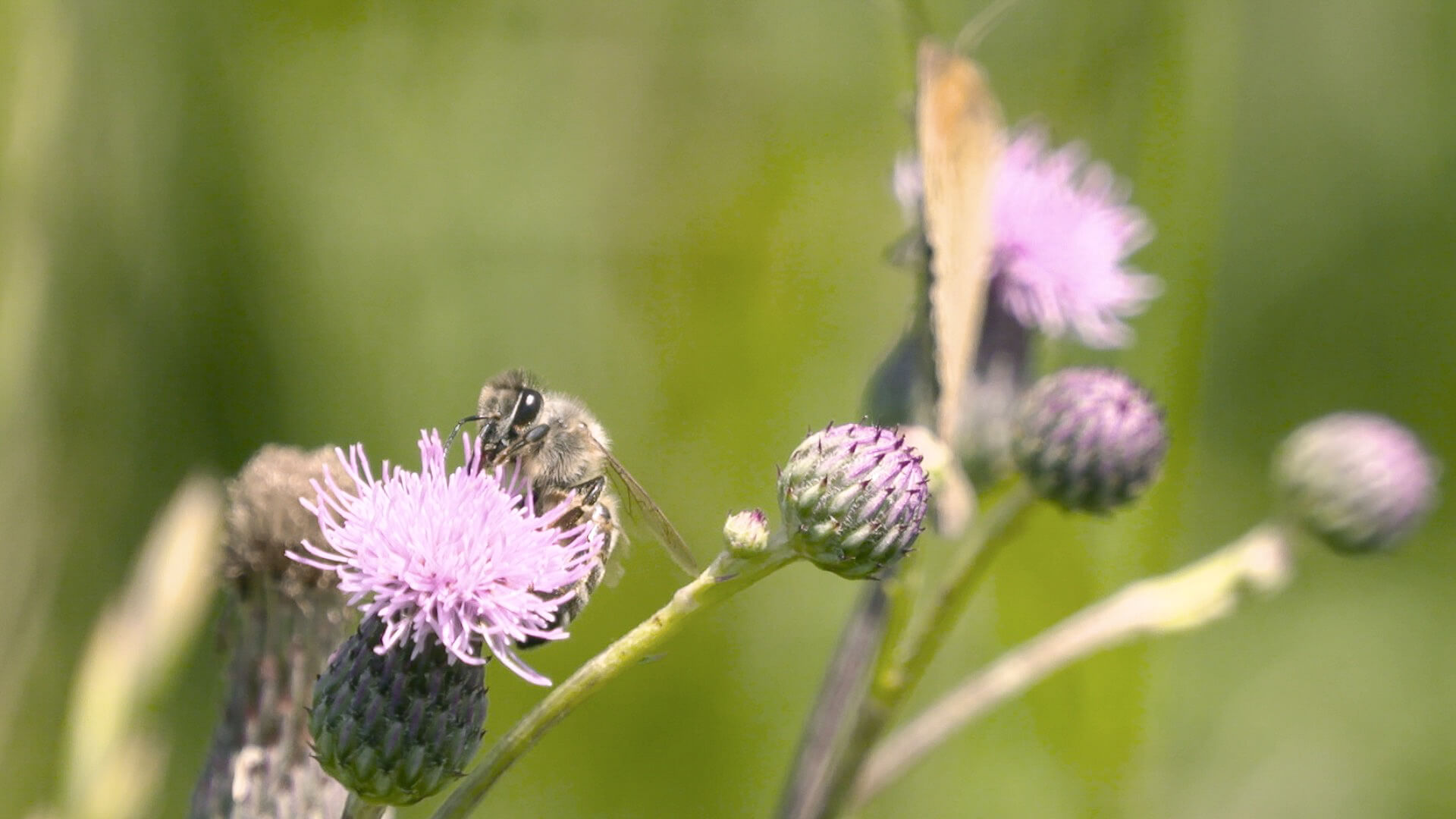 With their tea, Ptthee makes the bees happy